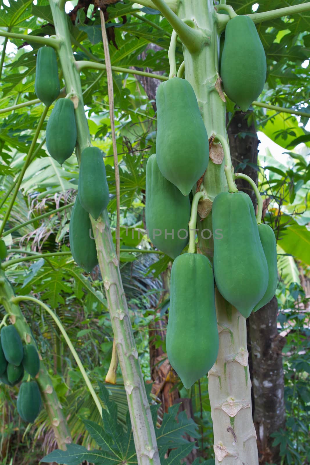 Papayas hanging on tree