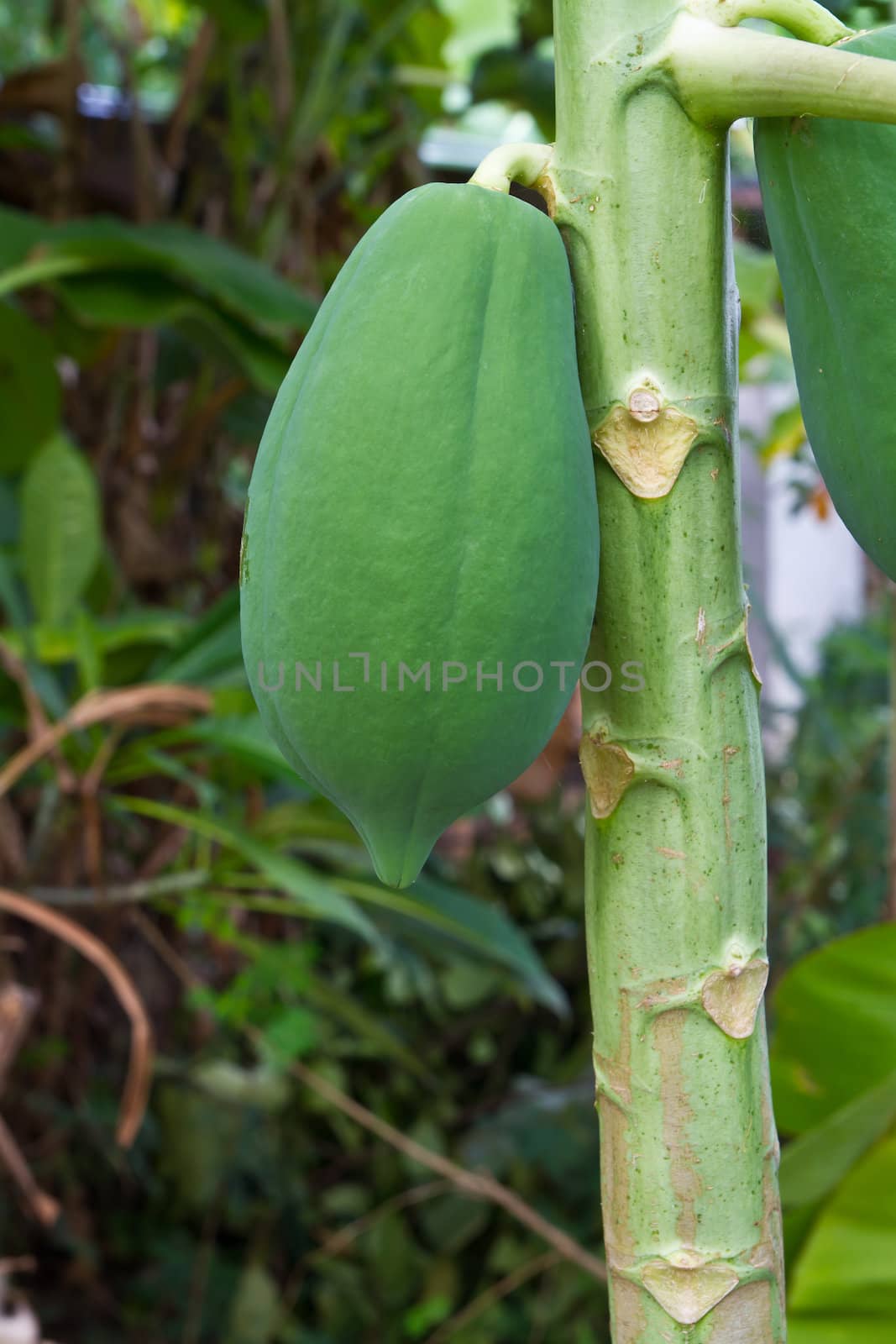 Papayas hanging on tree