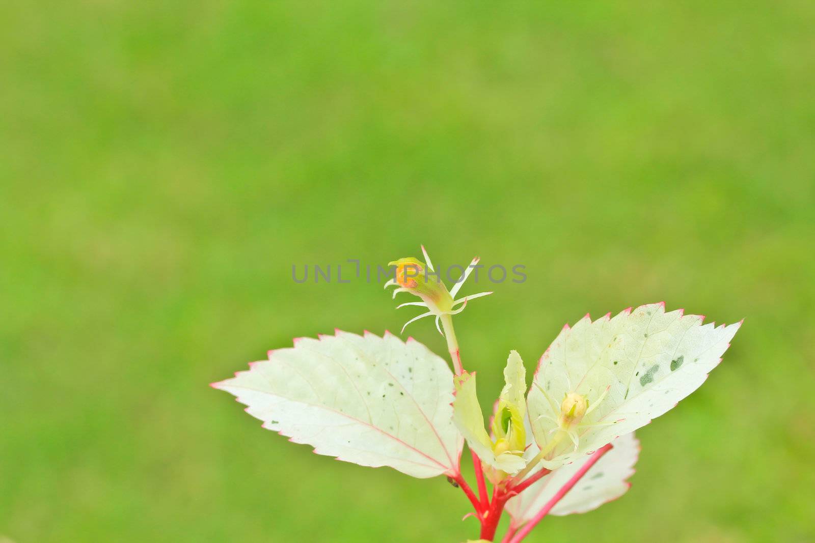 flower  hibiscus