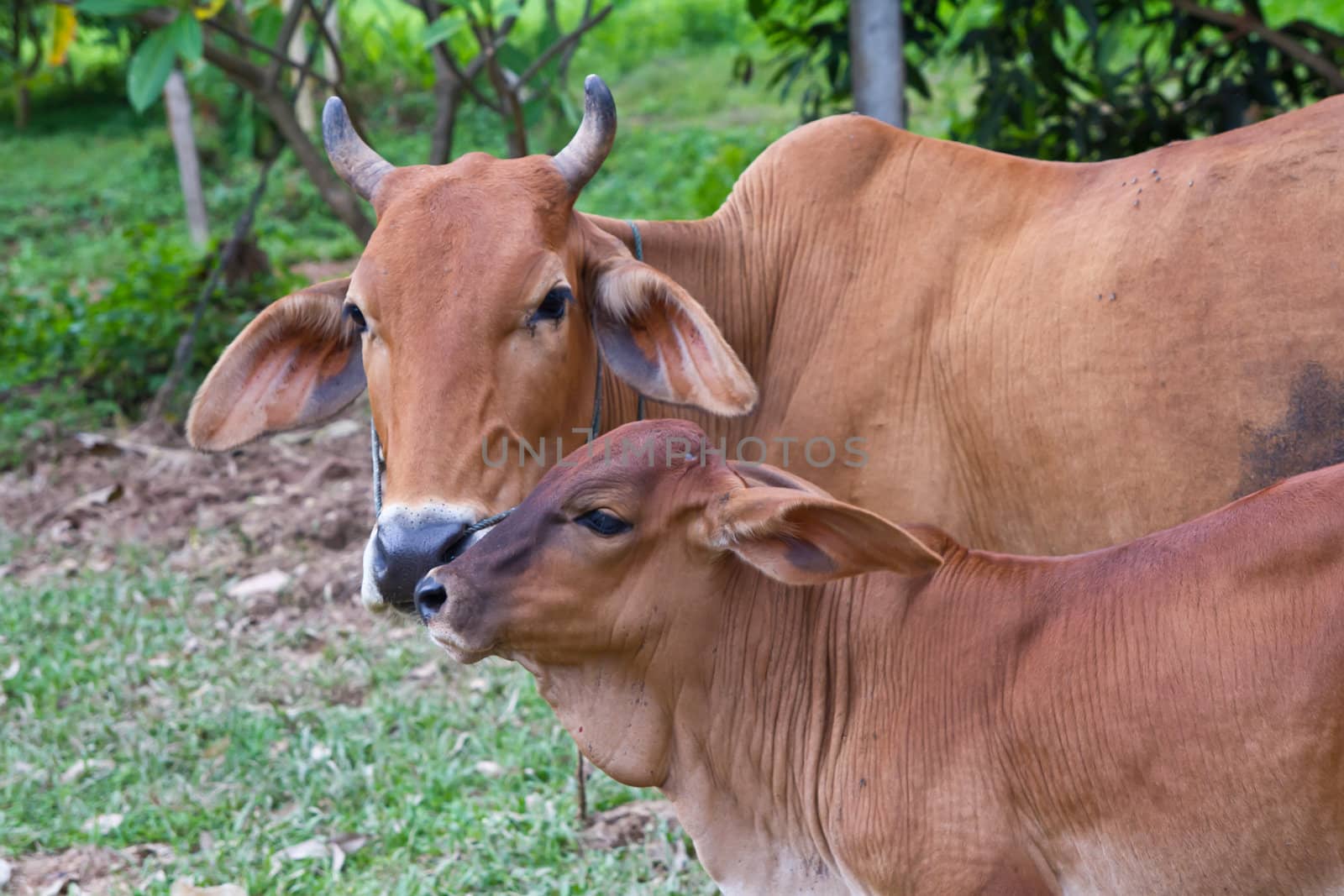 Asian Cow and calf