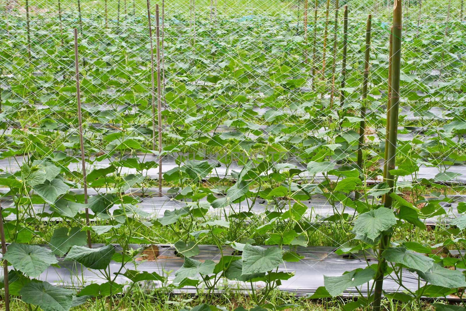 Cucumber farm in thailand