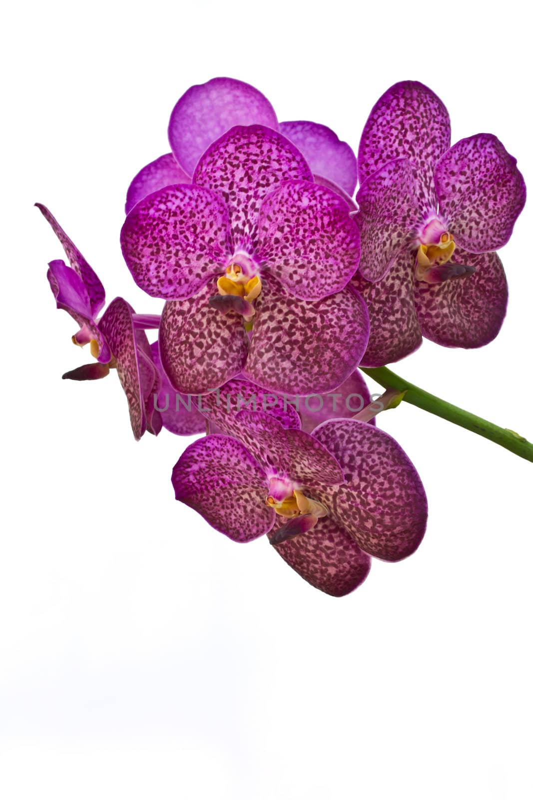 Purple orchid by ta_khum