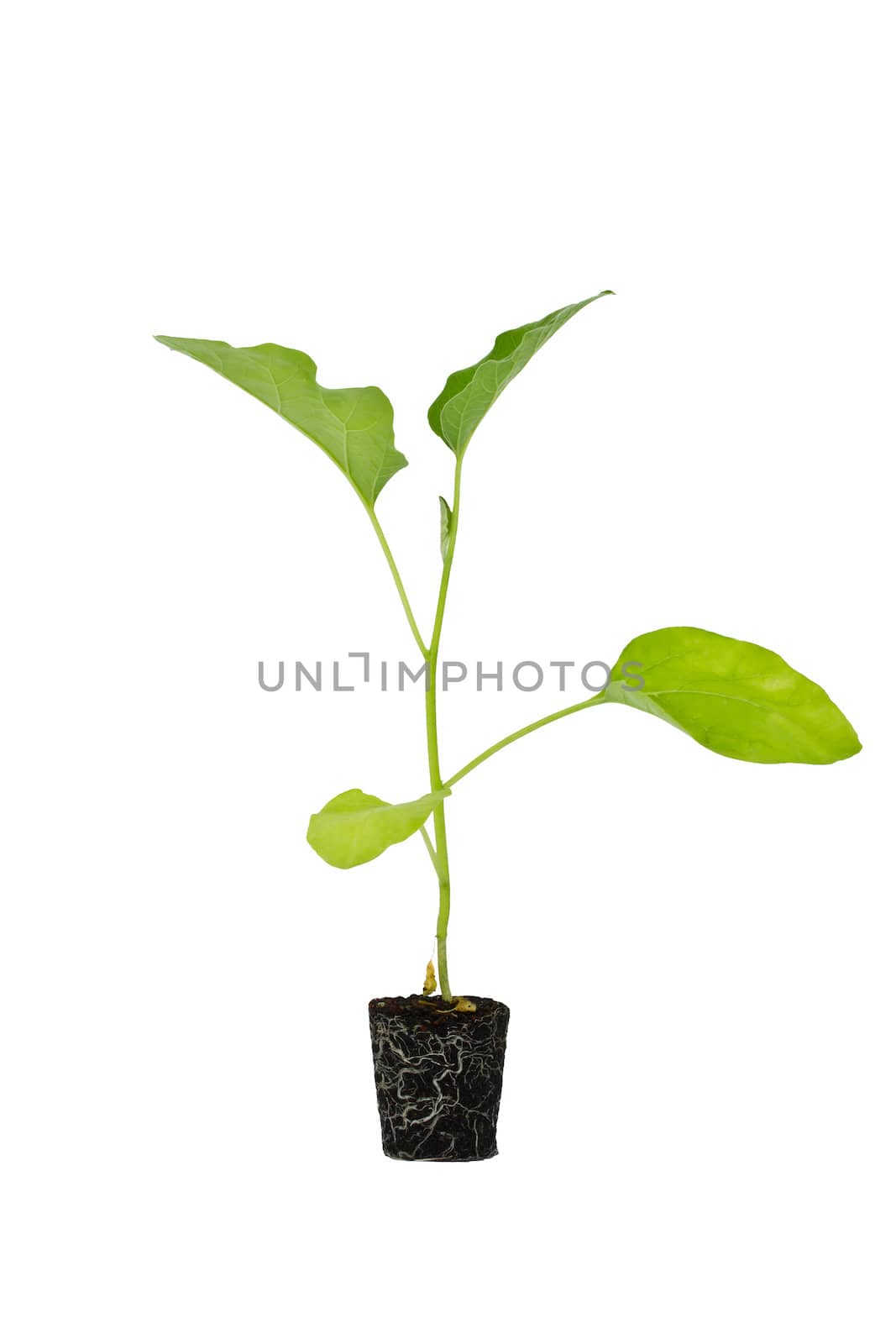 eggplant from tissue culture isolated on white background