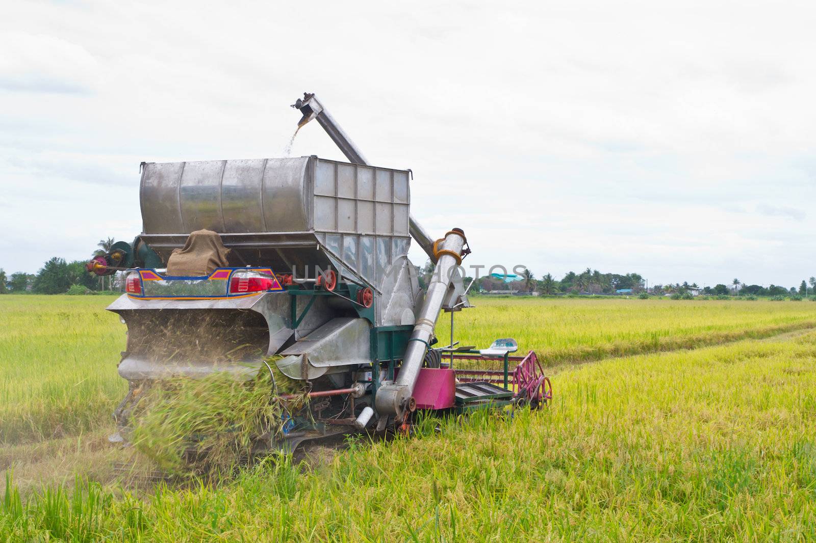 Combine harvesting rice in thai rice farm