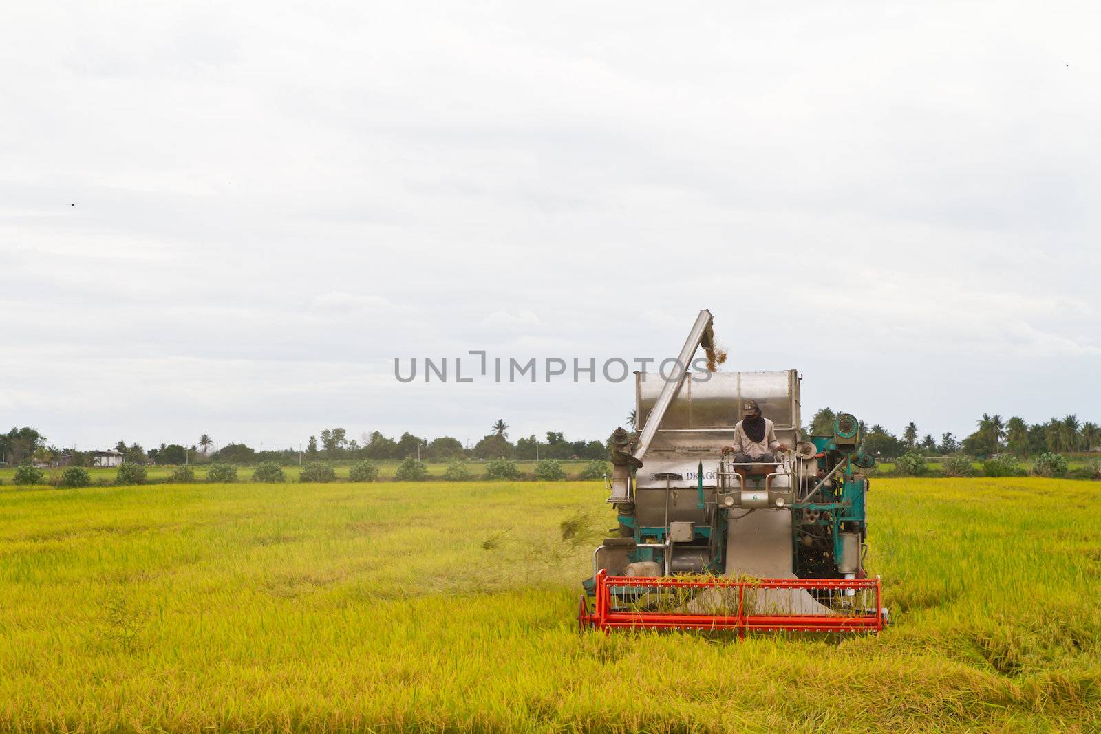 Combine harvesting rice in thai rice farm