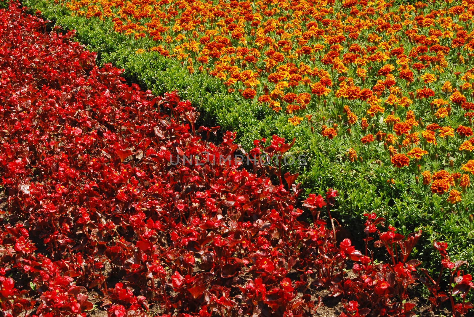 Red and orange flowerbeds by varbenov