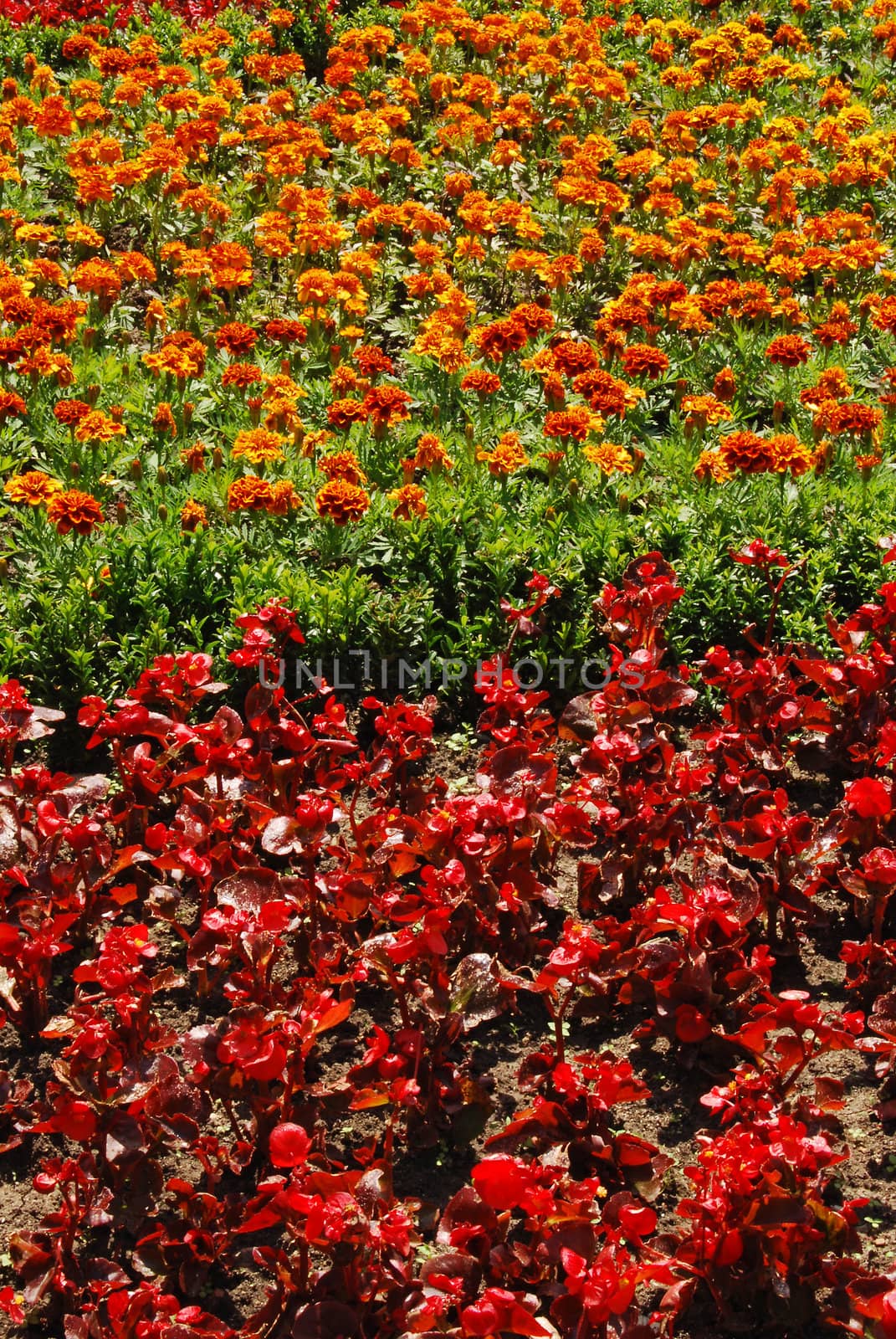 Orange and red flowerbeds in park garden