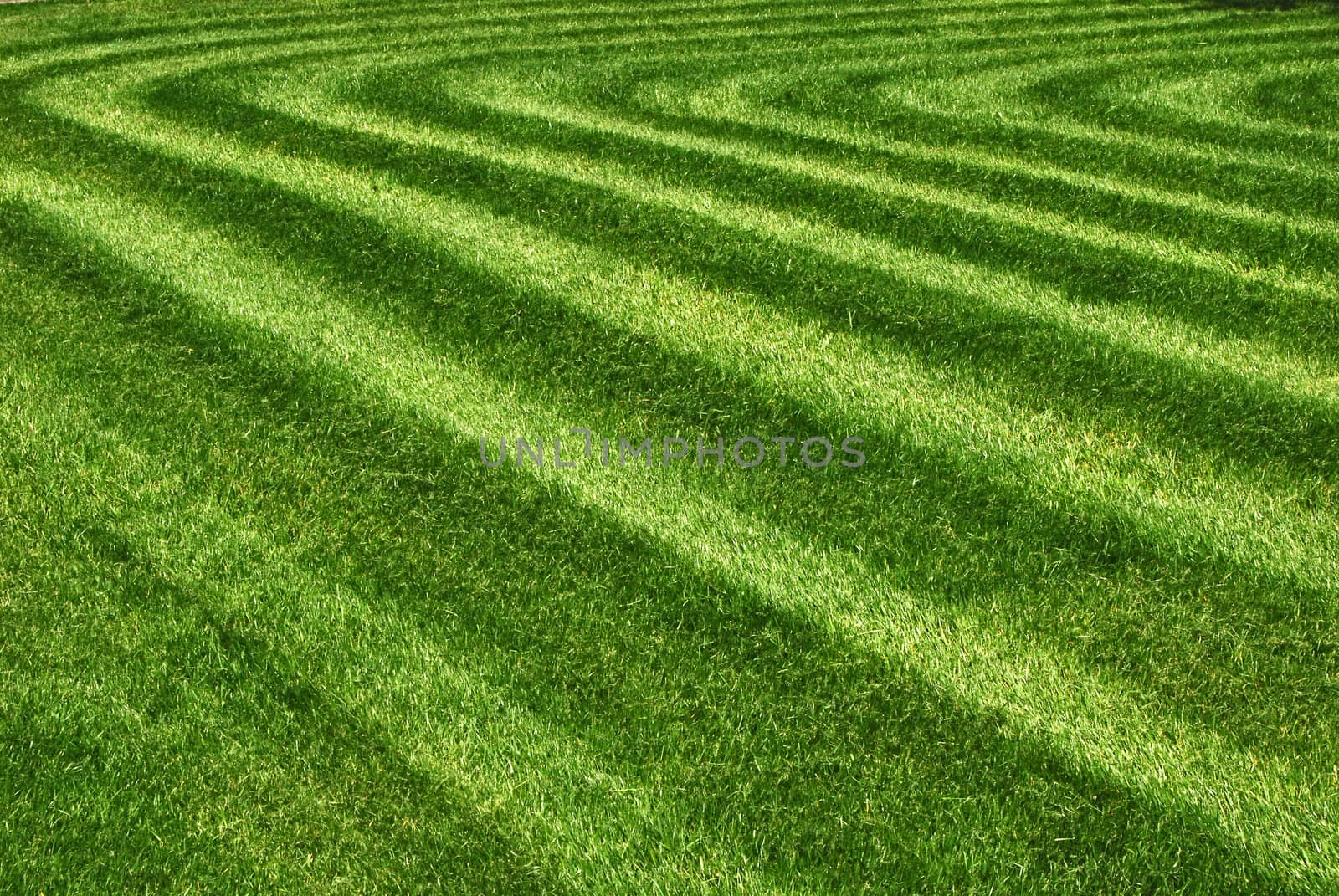 Parallel lines mowed grass in park as background