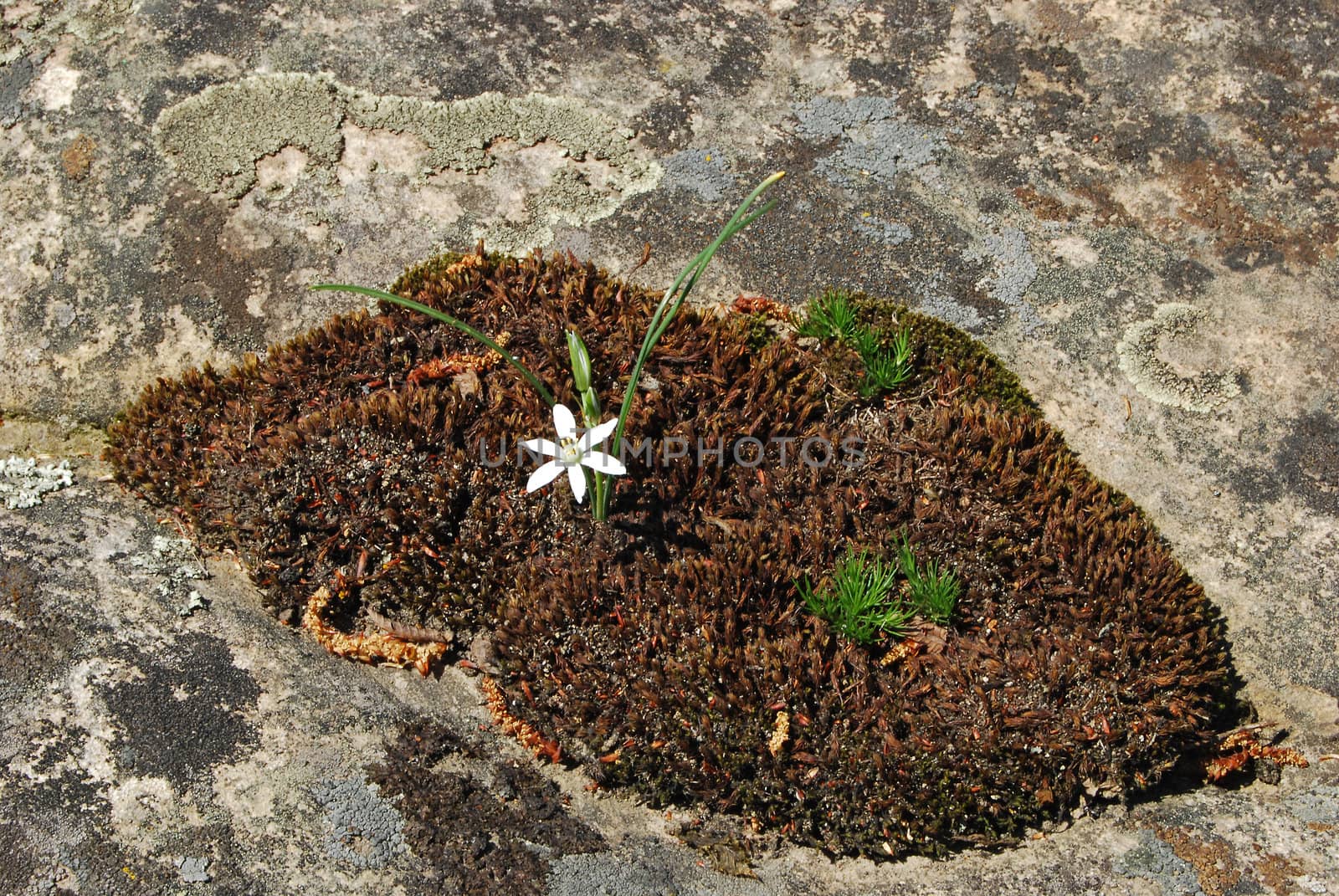 Dry moss, lichen and white flower by varbenov