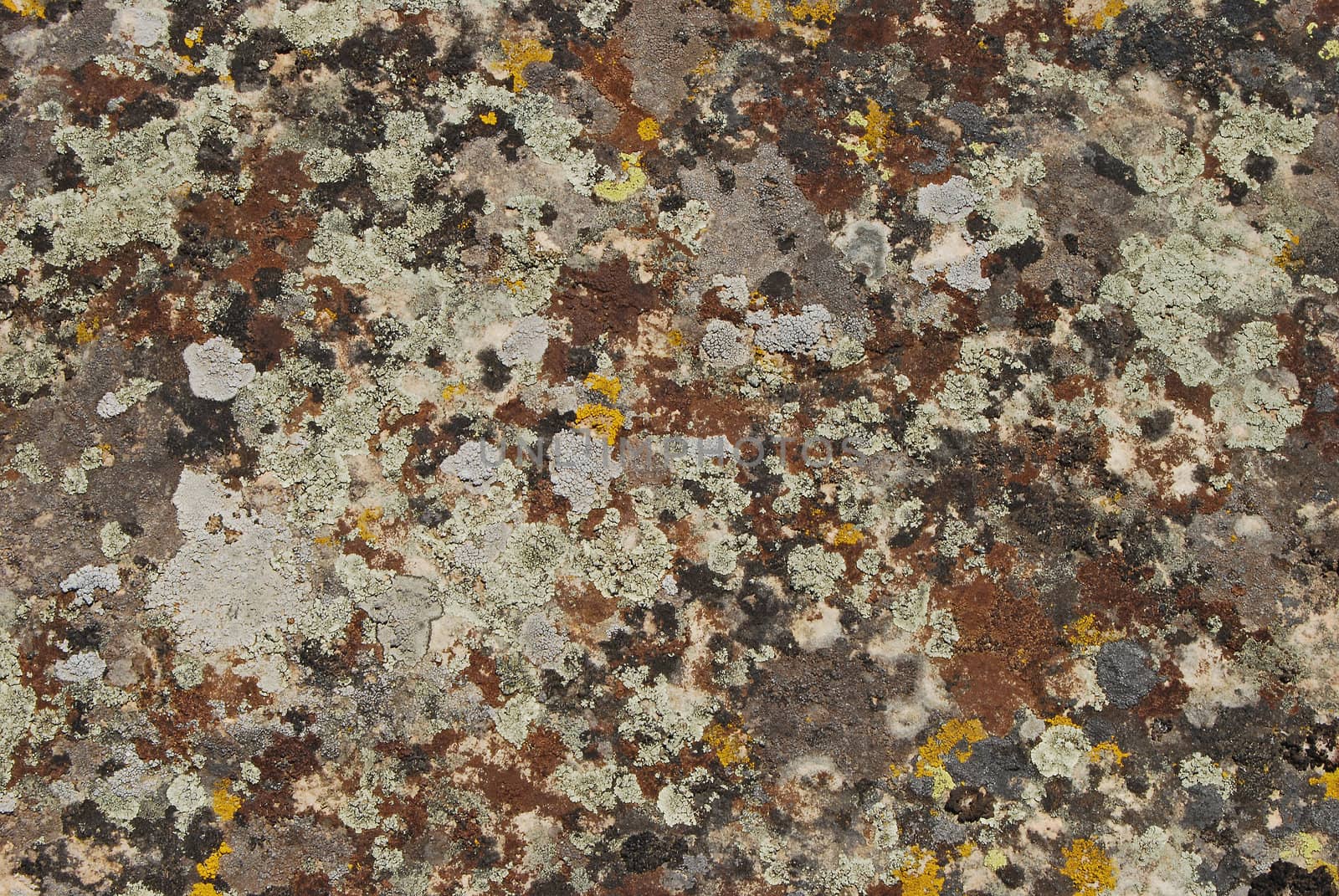 Lichens and dry moss on rock surface as background