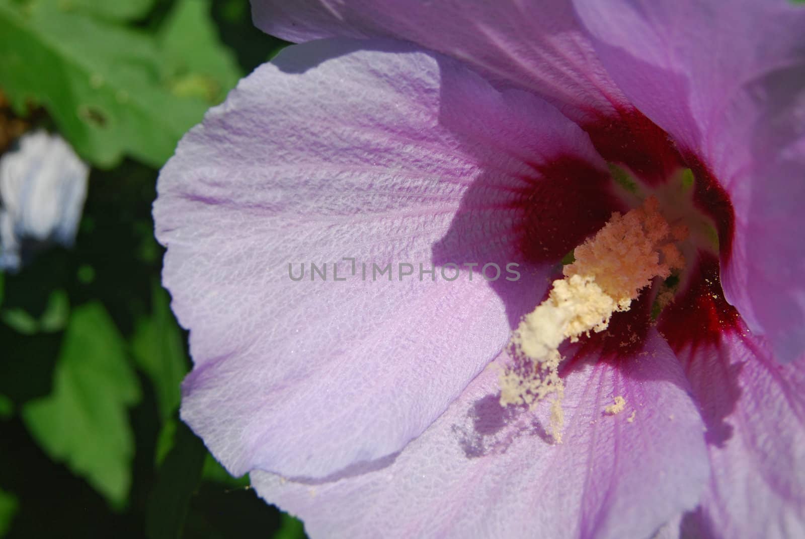 Purple blossom closeup by varbenov