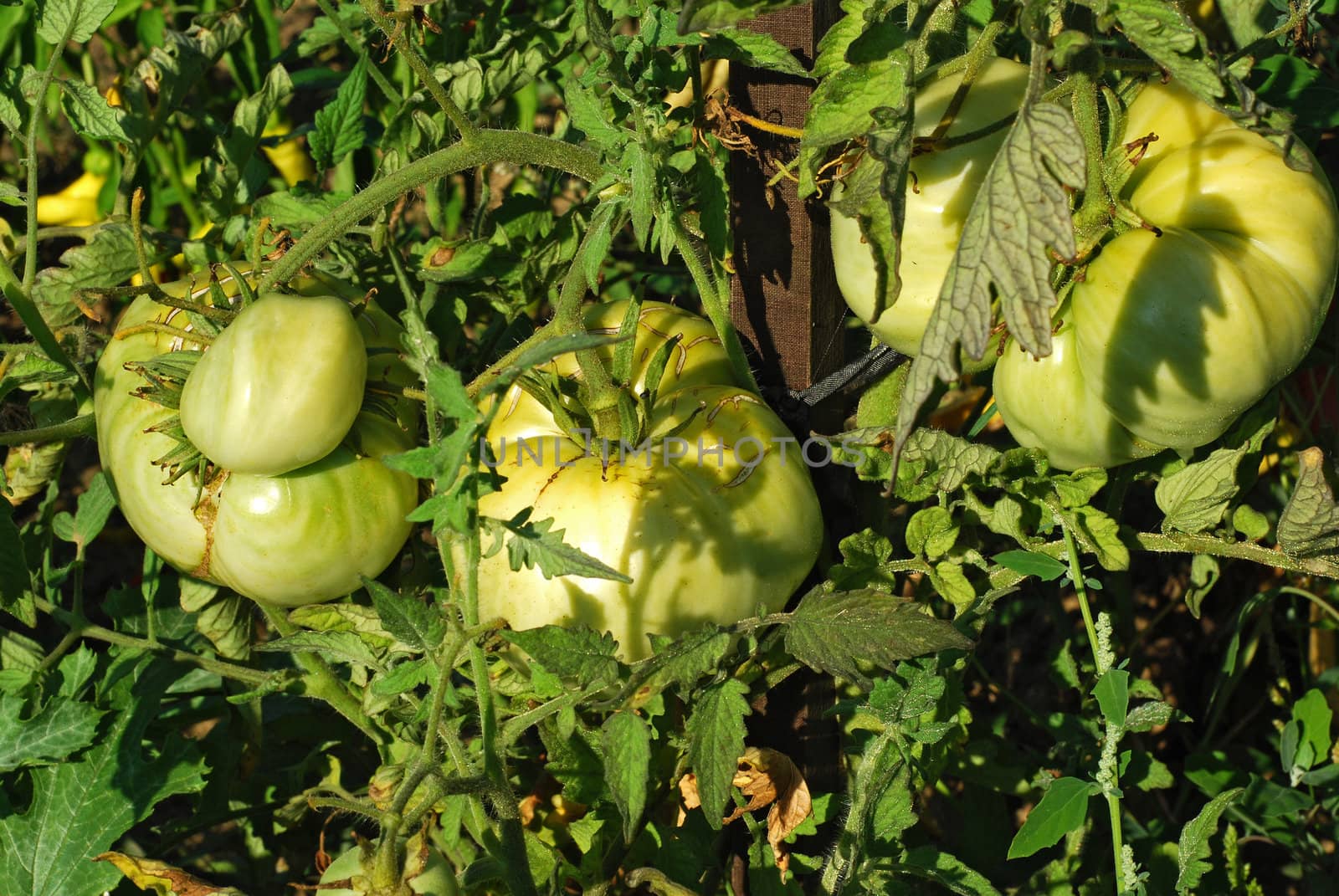 Organic green tomatoes on plant bed closeup
