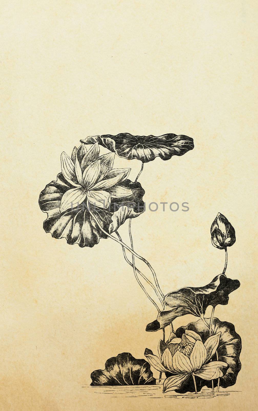 Lotus flowers in art nouveau style on old paper