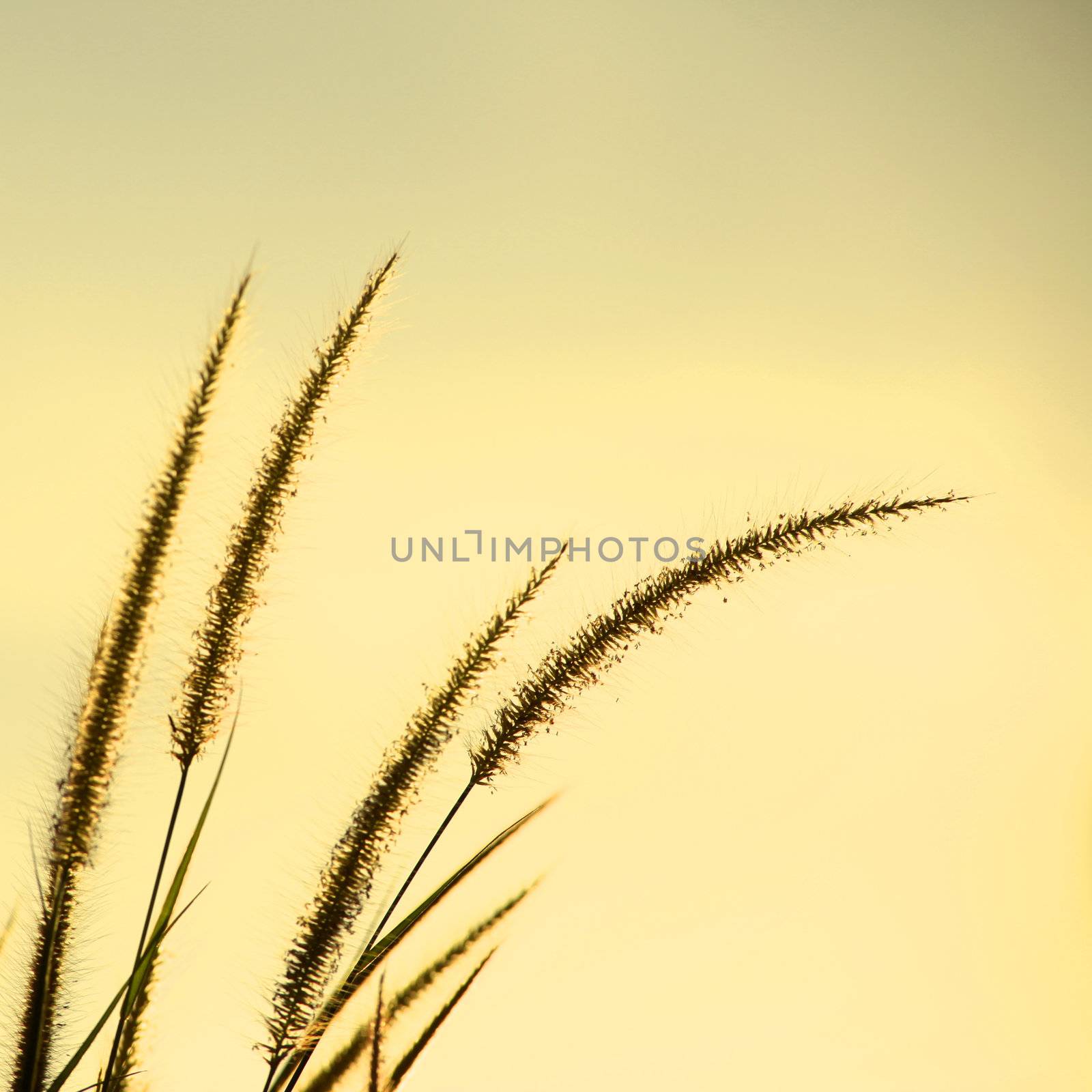 Dune Grass by antpkr