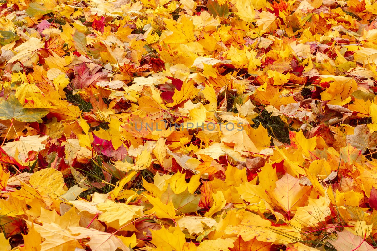 Fall orange and red autumn leaves on ground by artush