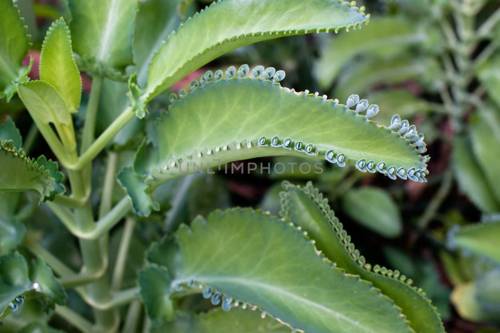Closeup of leaves of Kalanchoe plant - also called Kalanchoe daigremontiana is a succulent plant native to Madagascar