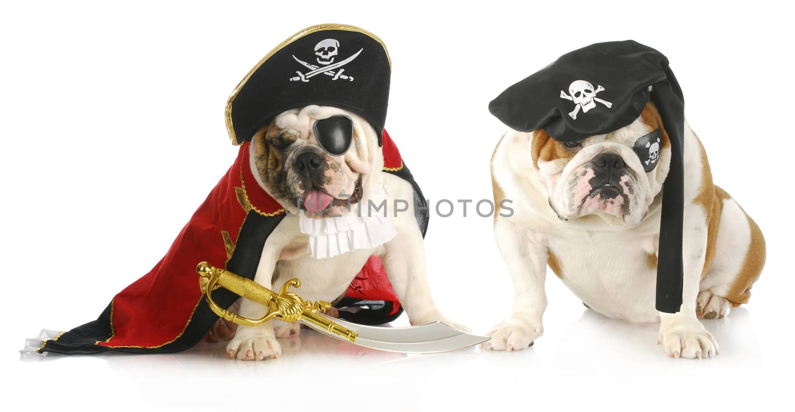 dog pirates - two english bulldogs dressed up in pirate costumes on white background