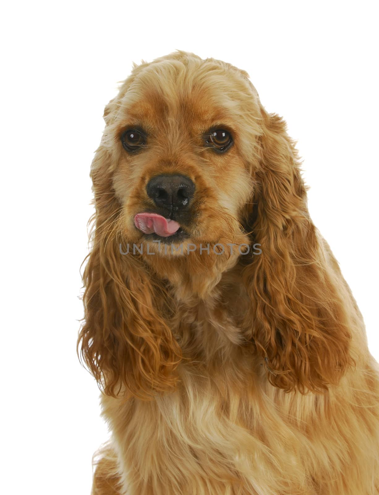 dog sticking tongue out - american cocker spaniel giving attitude isolated on white background