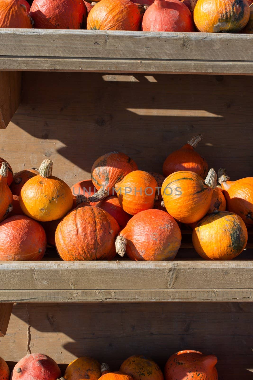 Harvested pumpkins for sale in a wooden rack at a farm in autumn
