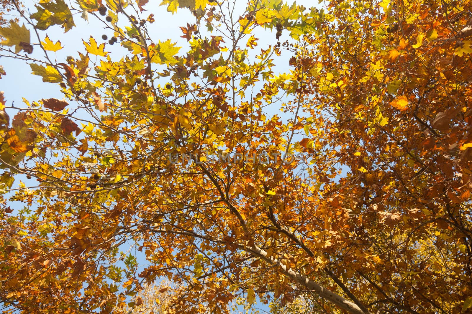 Colorful autumn trees by Portokalis