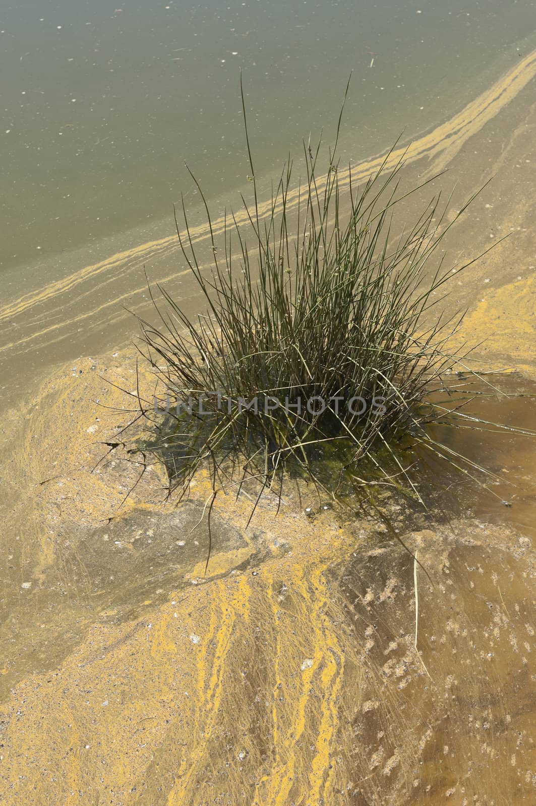 Bulrush in the polluted riverbed of Mosteirao, downstream abandoned pyrite mine of S. Domingos , Mertola, Portugal