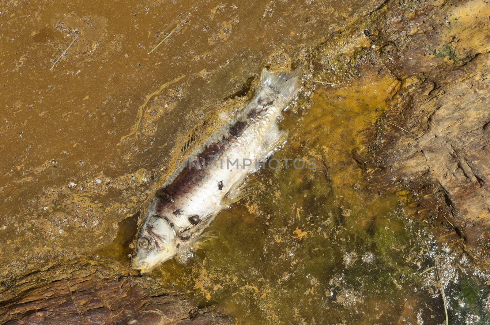 Poisoned fish in the polluted riverbed of Mosteirao, downstream abandoned pyrite mine of S. Domingos , Mertola, Portugal