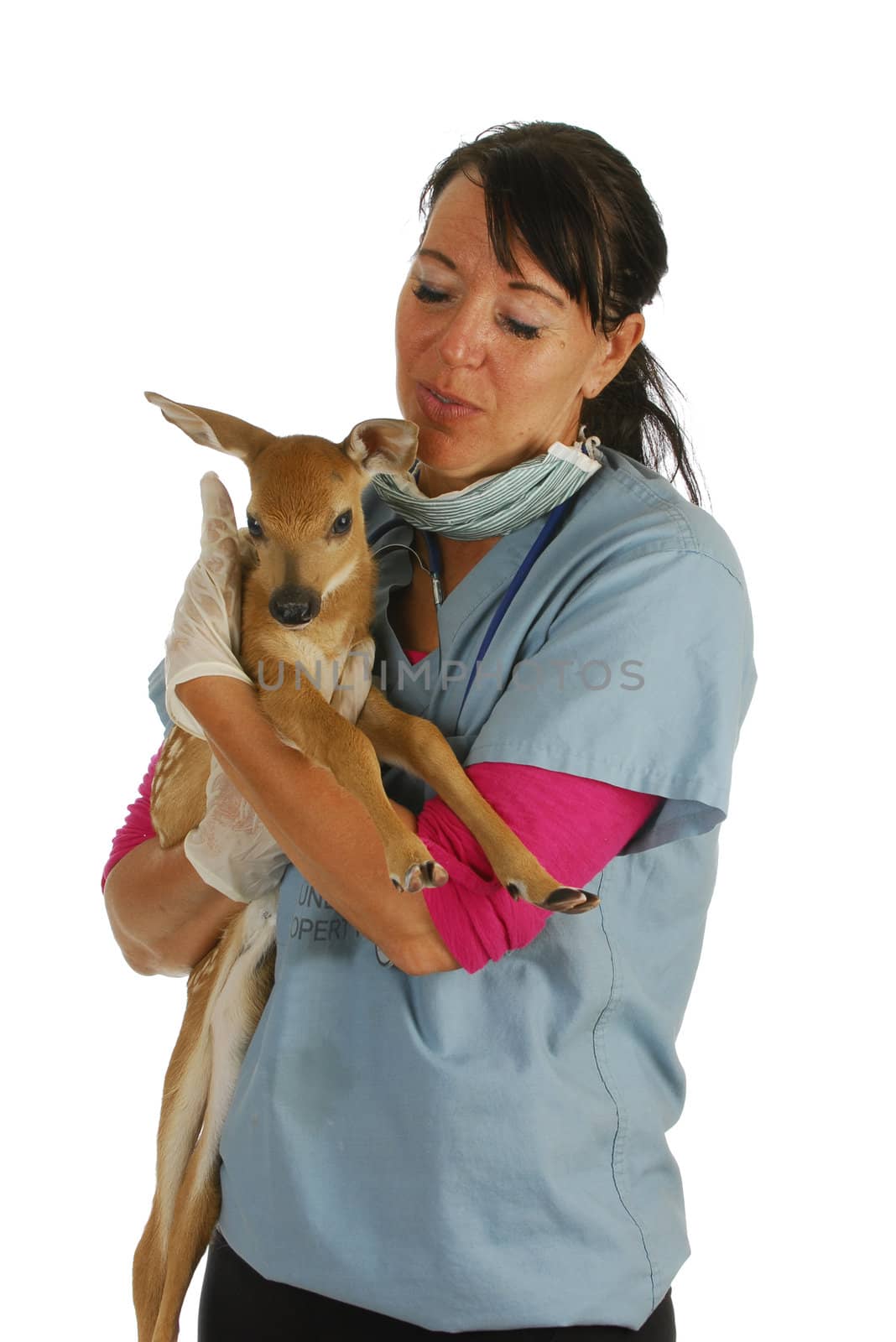 wildlife veterinary care - veterinarian caring for orphaned fawn isolated on white background