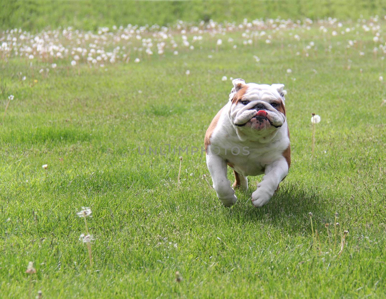 dog running - english bulldog running in the grass