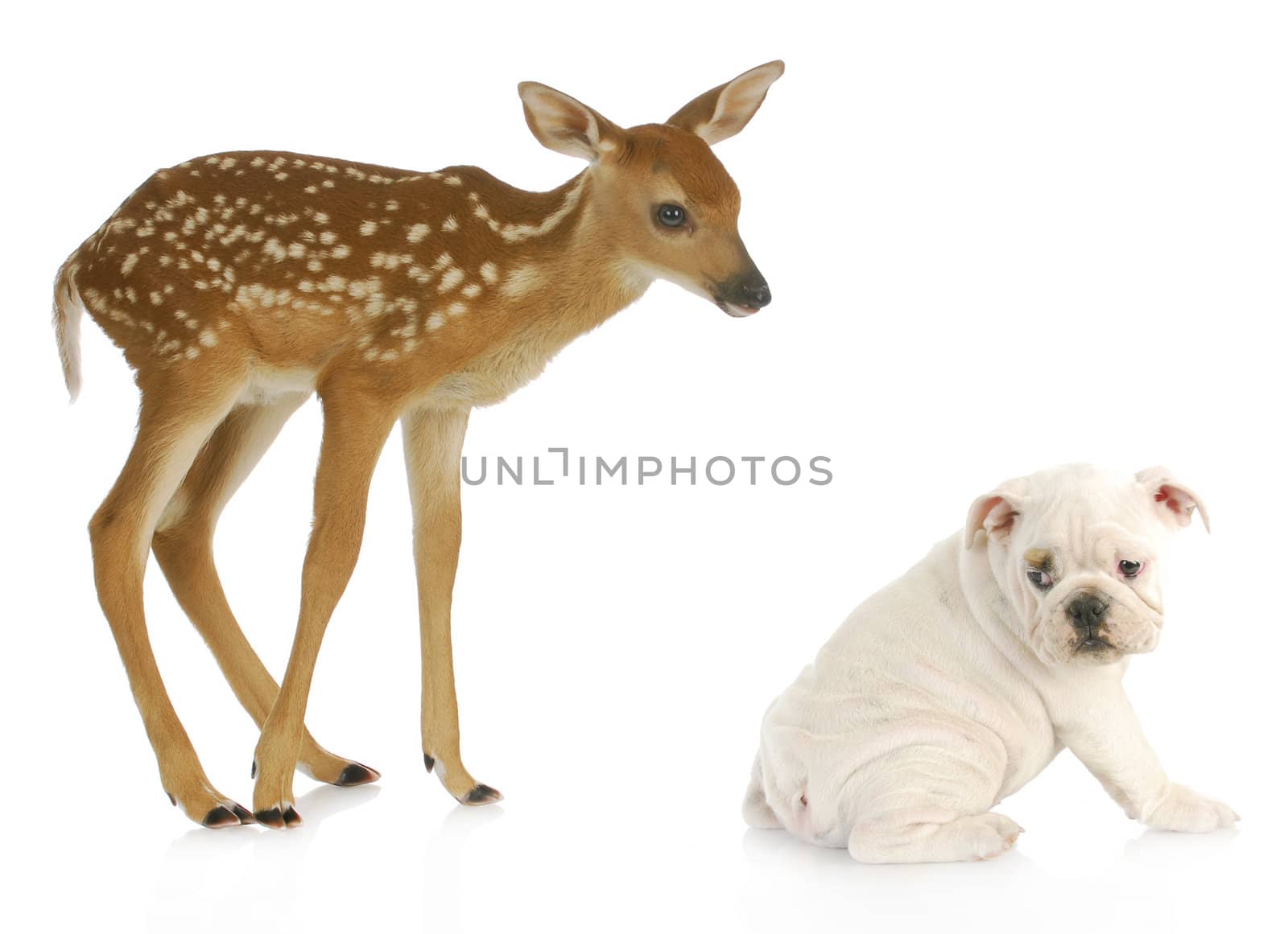 unusual friends - baby doe and english bulldog isolated on white background