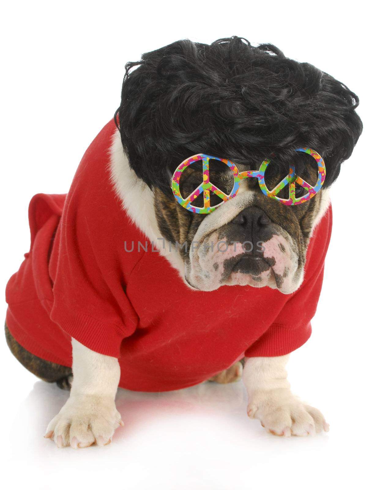 funny dog - english bulldog wearing black wig and peace glasses isolated on white background