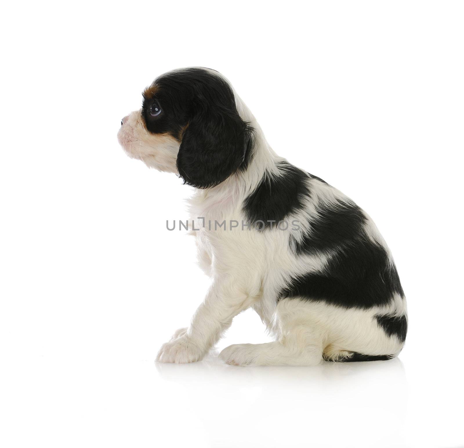 cute puppy - cavalier king charles spaniel puppy sitting looking up isolated on white background