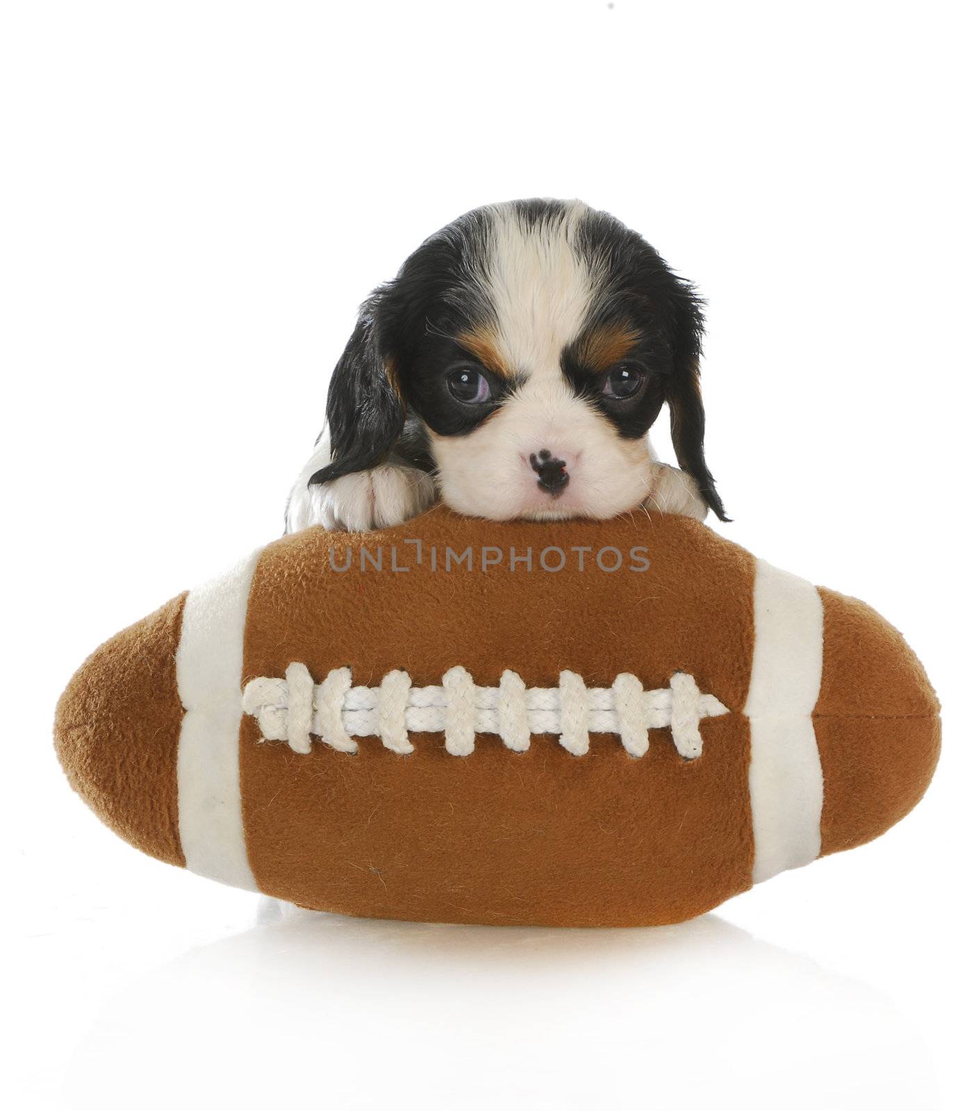 sports hound - cavalier king charles spaniel puppy with a stuffed football isolated on white background