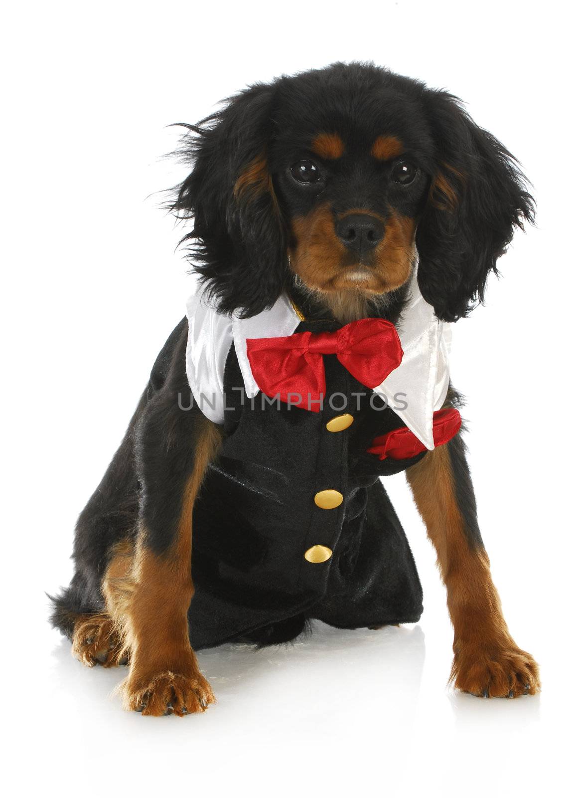 formal dog - cavalier king charles spaniel dressed up in a tuxedo on white background