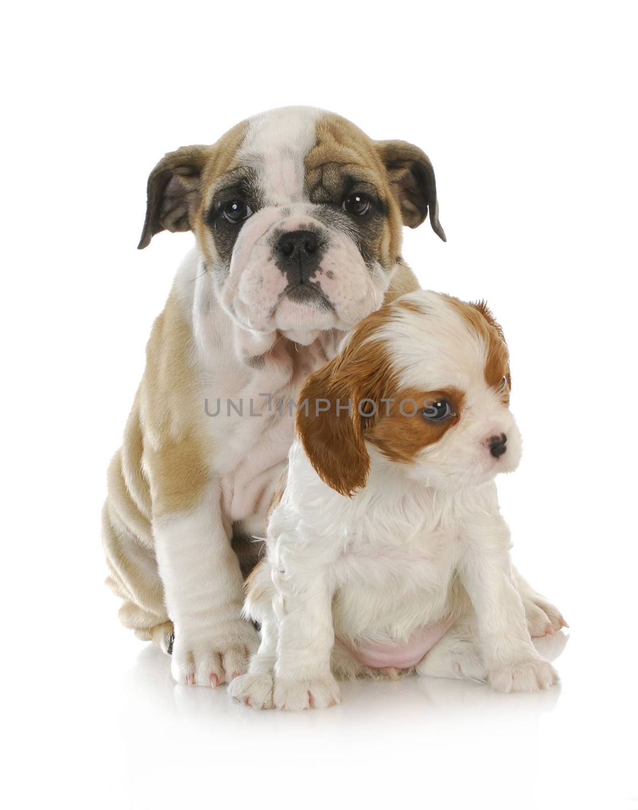 two puppies - english and cavalier king charles spaniel puppies looking  isolated on white background 