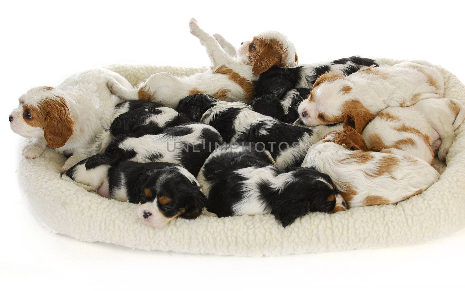 litter of puppies - thirteen cavalier king charles spaniel puppies sleeping - 6 weeks old