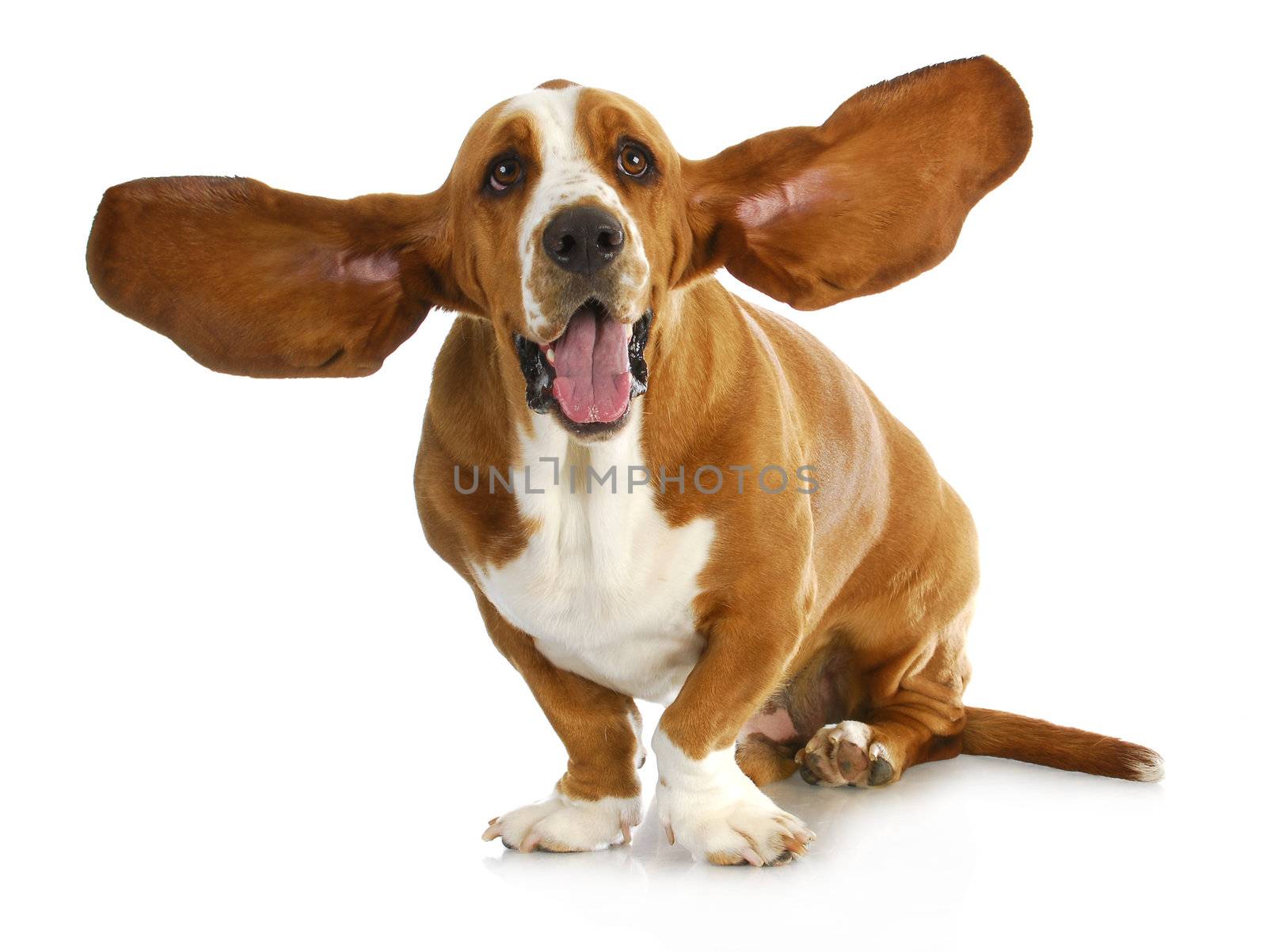 happy dog - basset hound with 