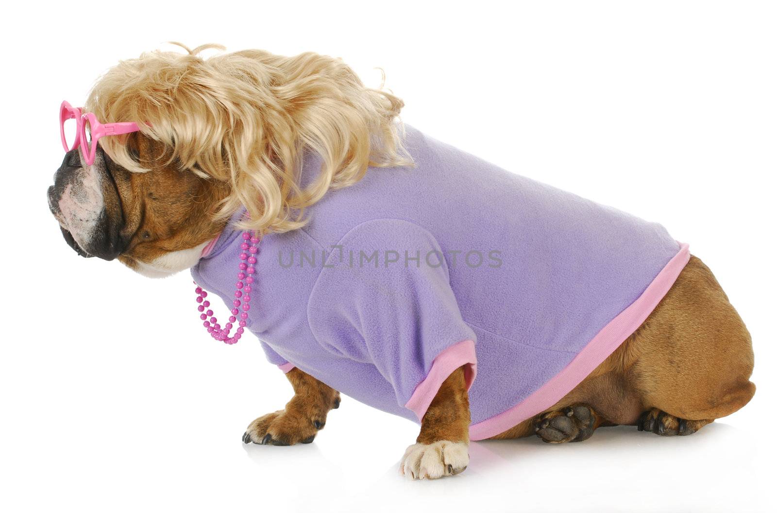 female dog - english bulldog dressed up with blonde wig looking off to the side