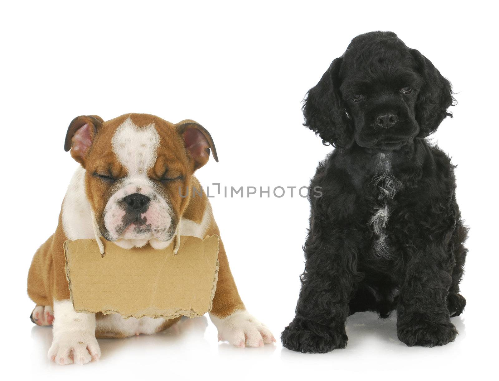 two puppies - cocker spaniel and english bulldog puppy with sign around neck  - 7 weeks old