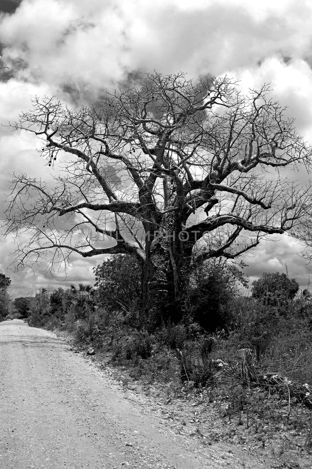 Black and white picture of a Baobab tree on Mafia Island