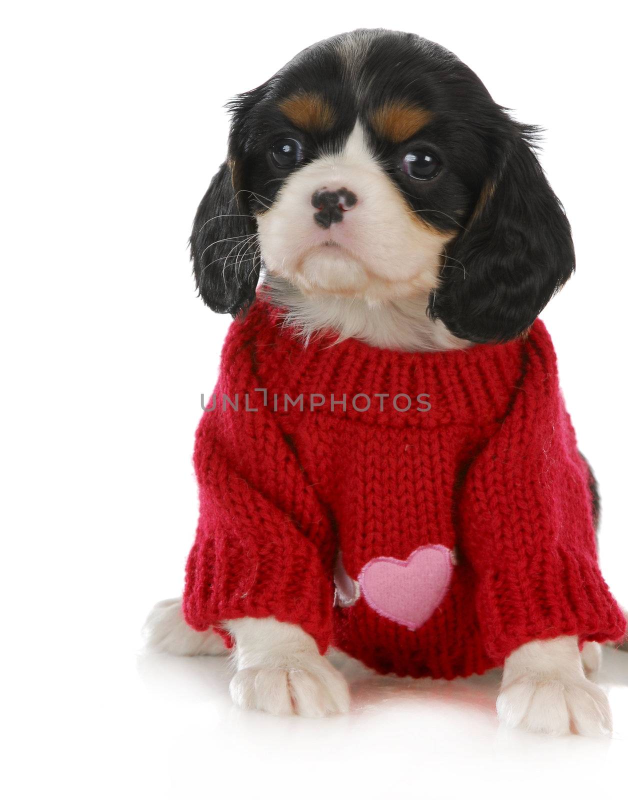 cute puppy - cavalier king charles spaniel puppy wearing red sweater with pink heart 