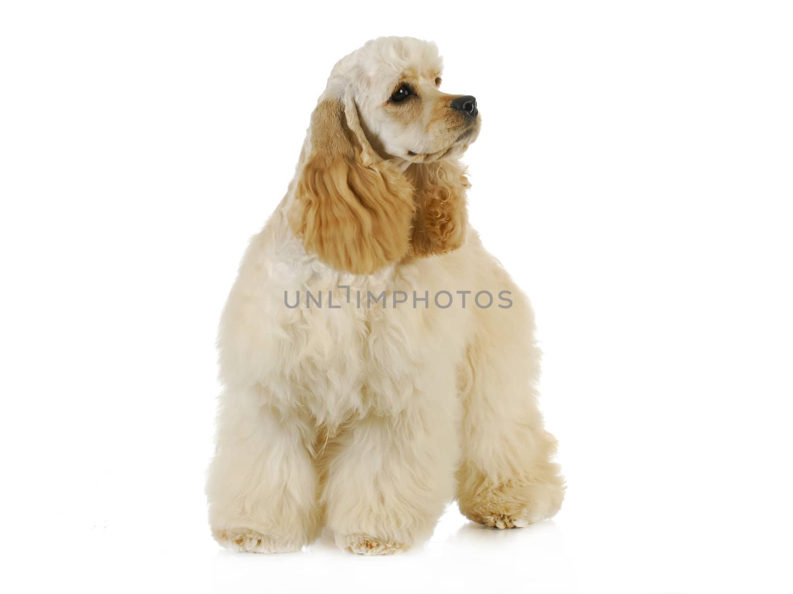 cute puppy - american cocker spaniel puppy standing on white background - 6 months old