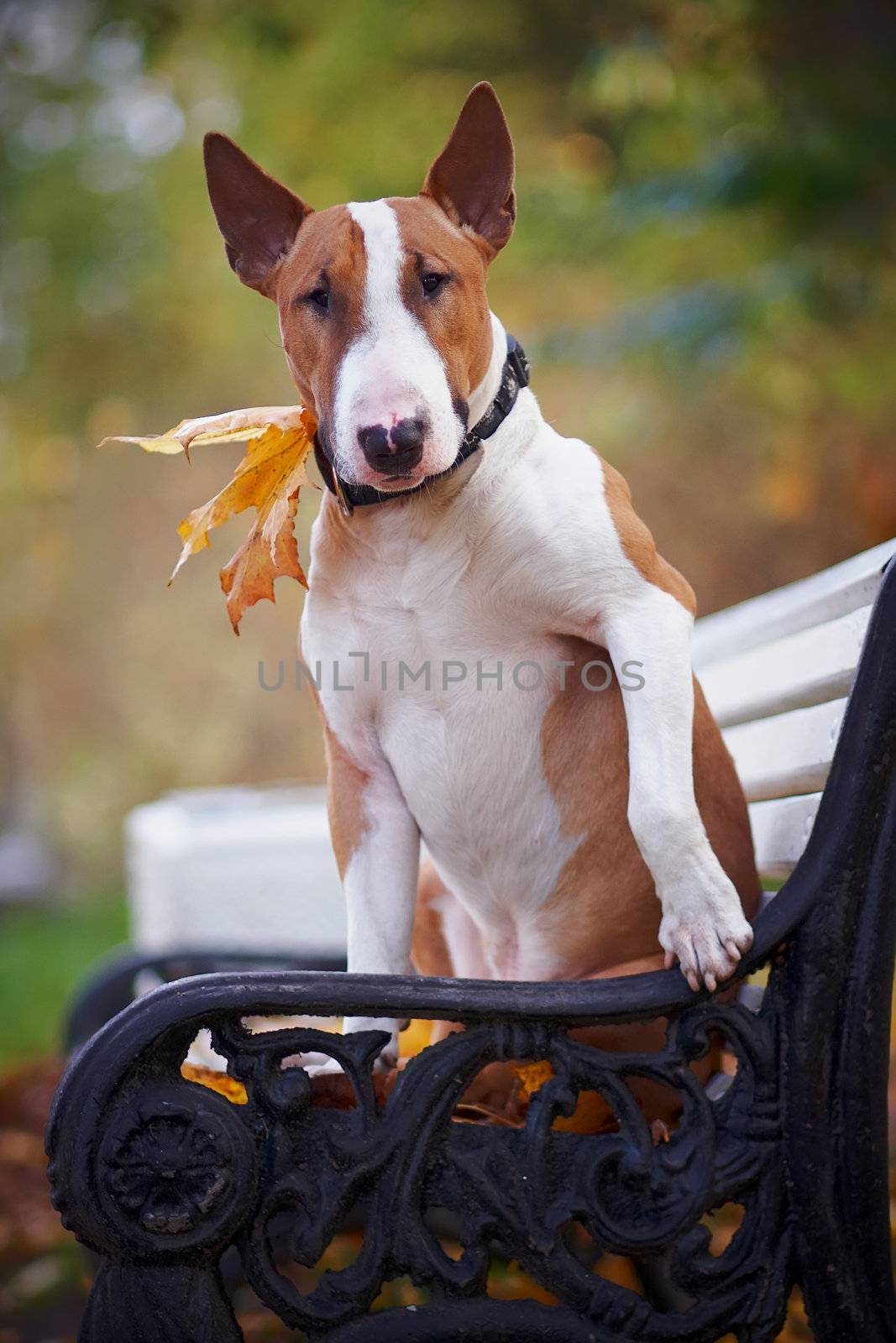 The red bull terrier sits on a bench in the autumn afternoon