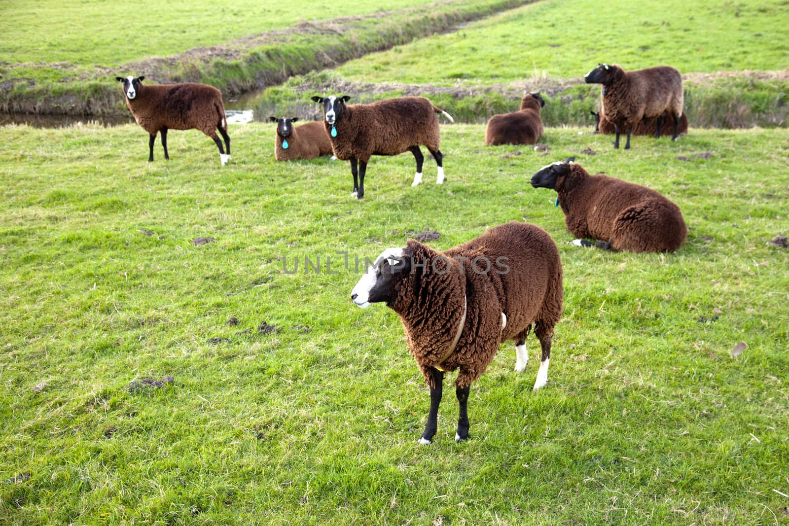 brown sheep in green meadow in the Netherlands
