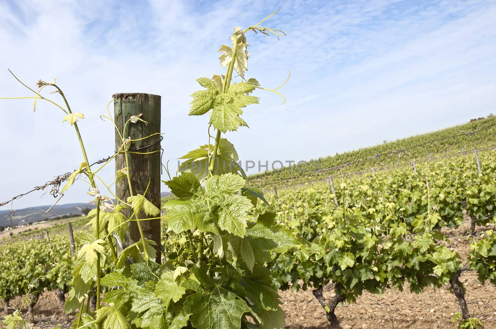 Grapevines by mrfotos