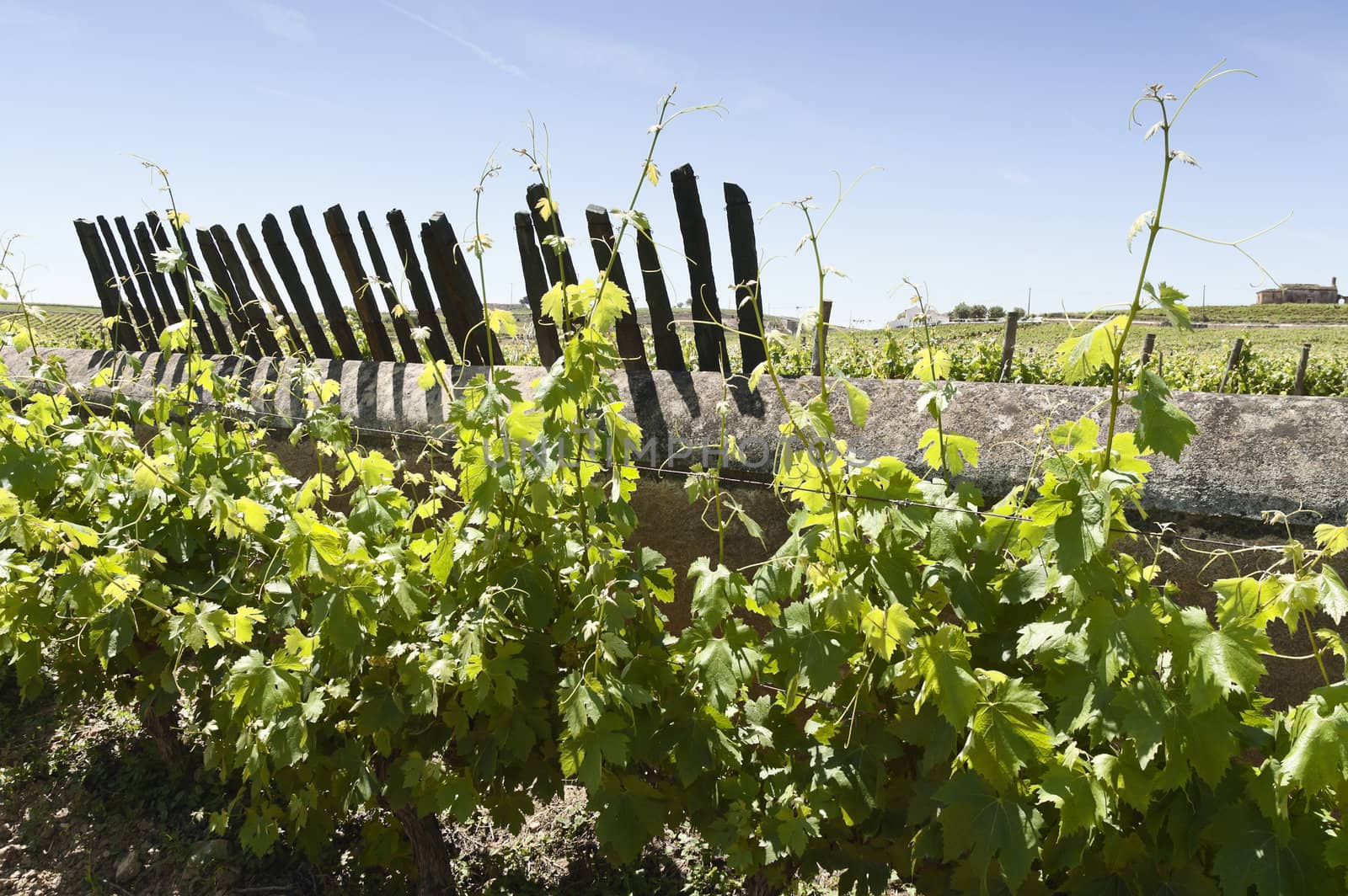 Grapevines in the fruit set season, Borba, Alentejo, Portugal