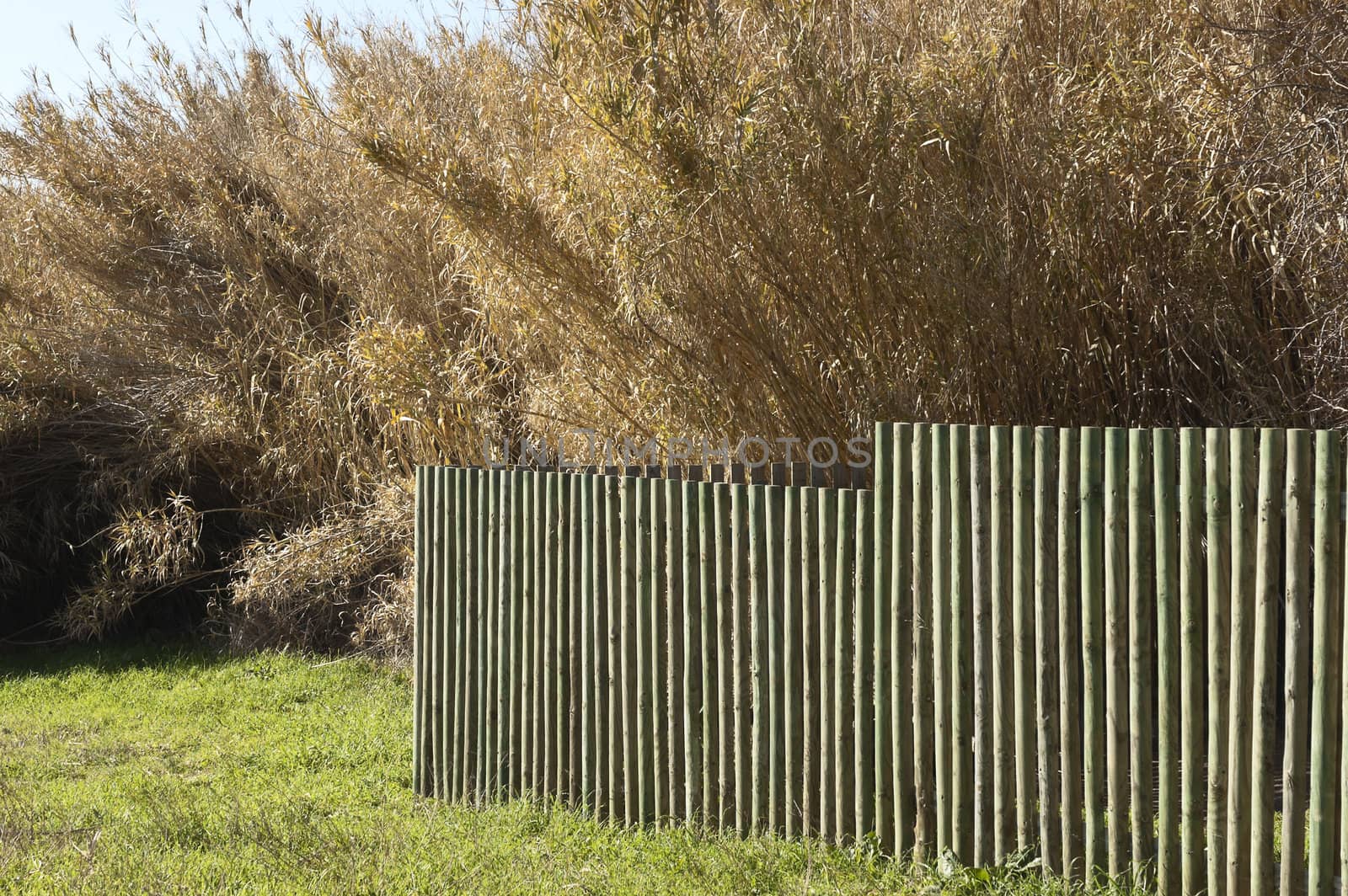Wooden fence in a field of grass near a canebrake