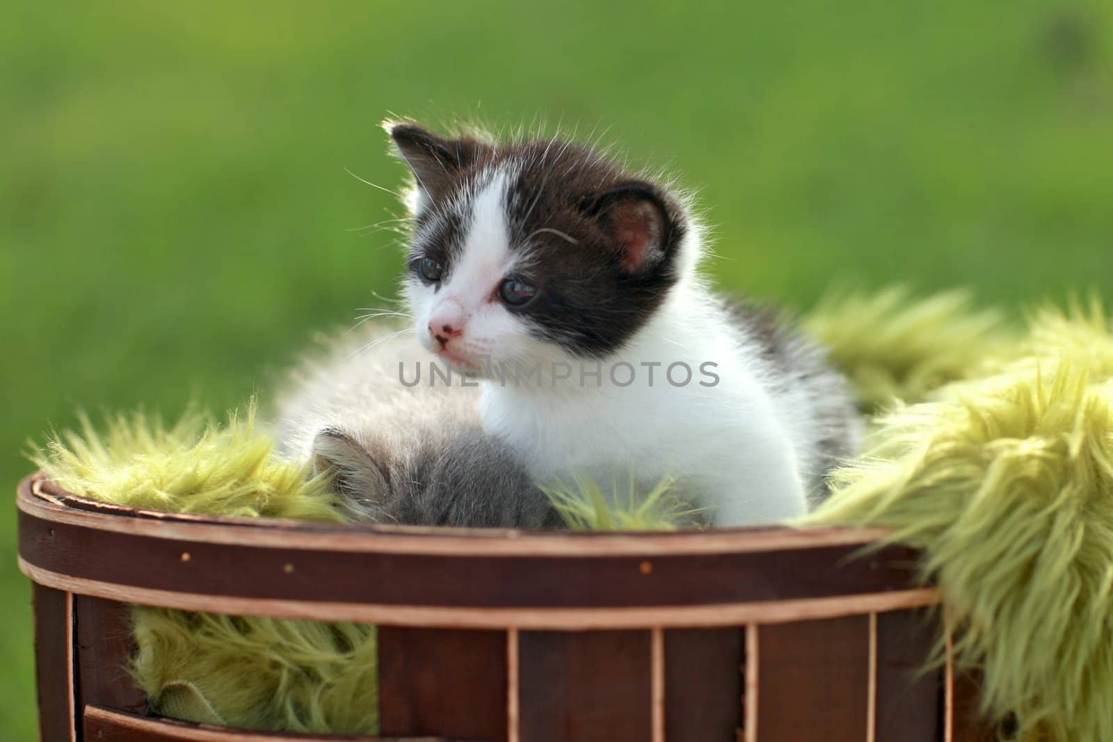 Adorable Baby Kitten Outdoors in Grass