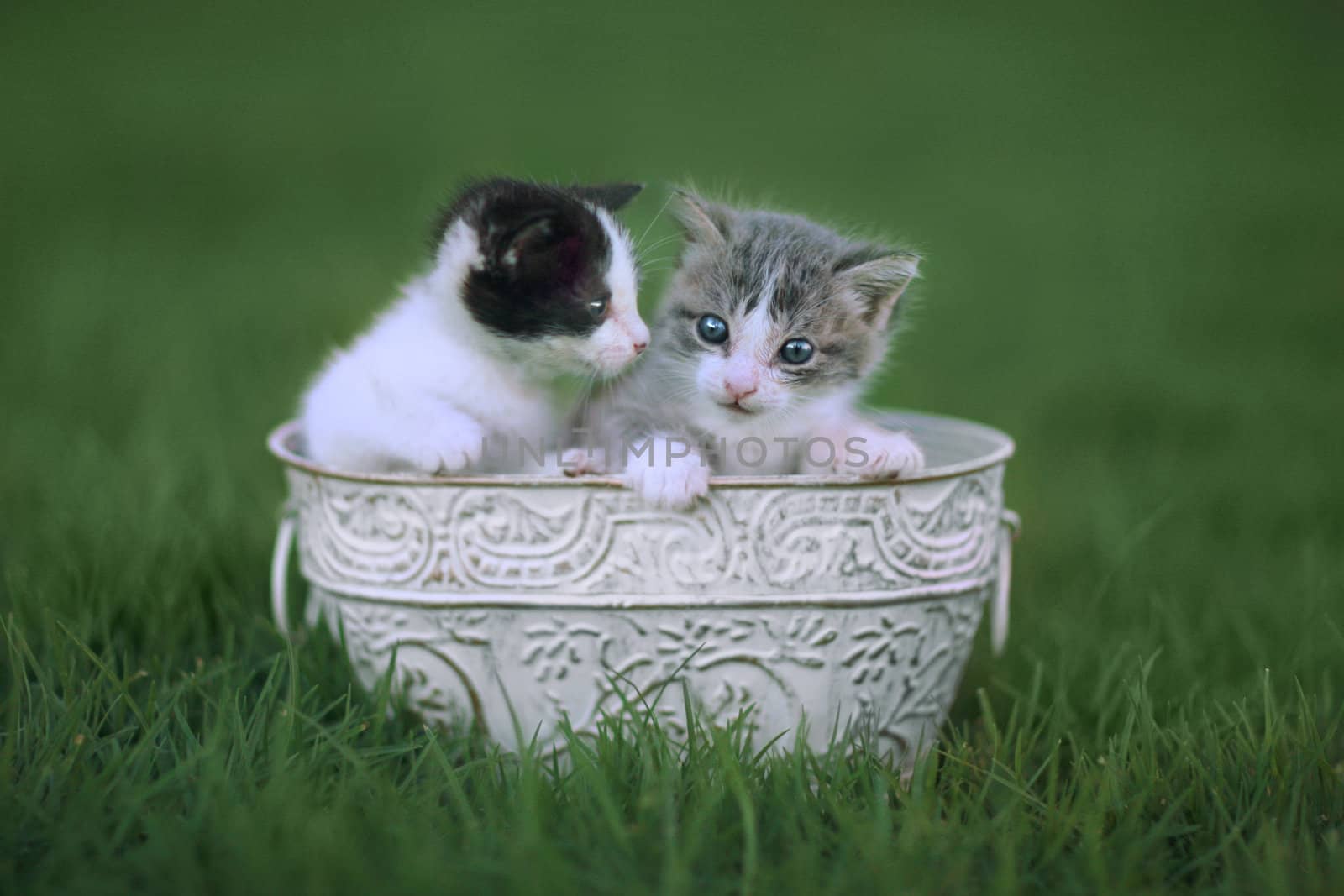 Kittens Outdoors in a Green Meadow of Grass by tobkatrina