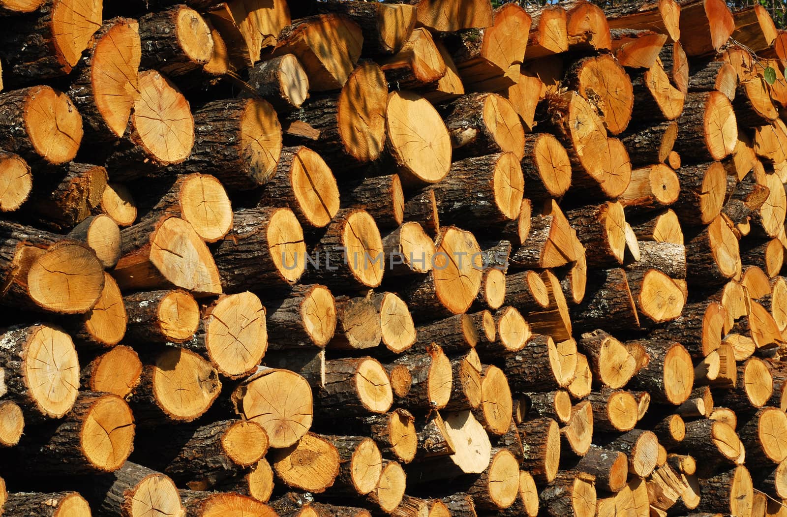 Stacked oak firewood closeup by varbenov