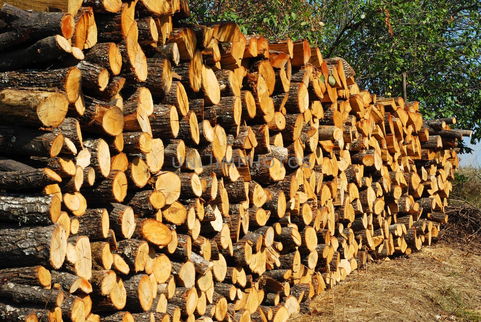 Stacked oak firewood heap in countryside garden in perspective
